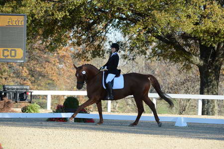 HHB-DressageFinals-11-9-13-2339-DDeRosaPhoto