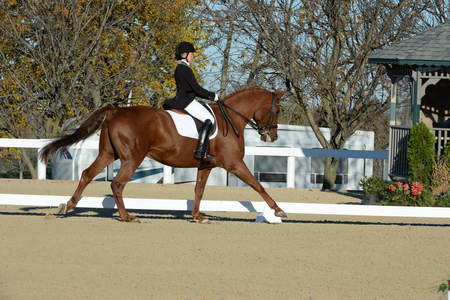 HHB-DressageFinals-11-9-13-2353-DDeRosaPhoto