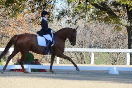 HHB-DressageFinals-11-9-13-2358-DDeRosaPhoto