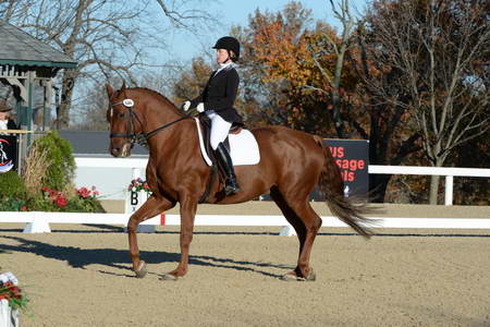 HHB-DressageFinals-11-9-13-2376-DDeRosaPhoto