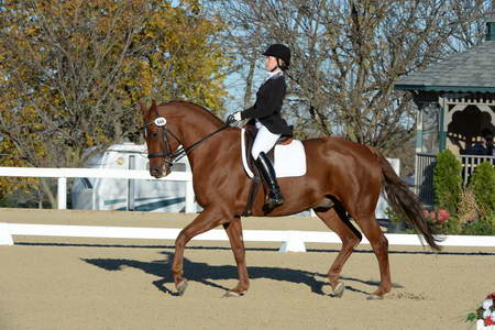 HHB-DressageFinals-11-9-13-2379-DDeRosaPhoto