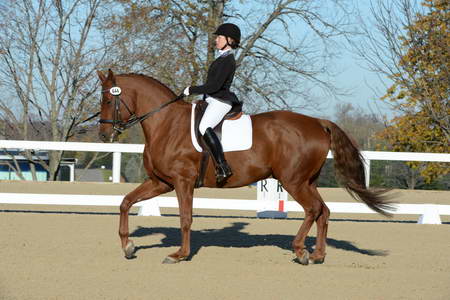 HHB-DressageFinals-11-9-13-2382-DDeRosaPhoto