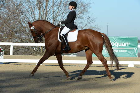 HHB-DressageFinals-11-9-13-2384-DDeRosaPhoto