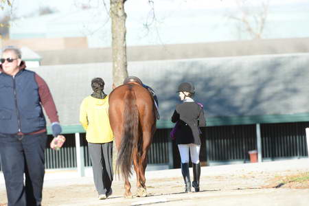 HHB-DressageFinals-11-9-13-2463-DDeRosaPhoto