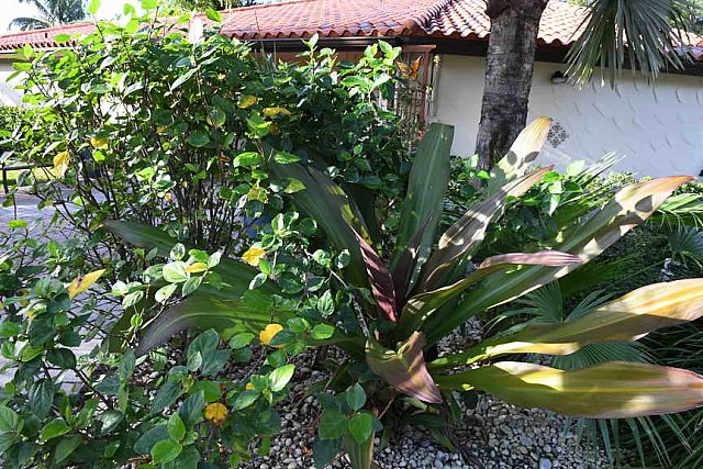 Hippocrates-1-15-17-3487-DDeRosaPhoto