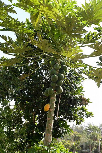 Hippocrates-1-15-17-7091-DDeRosaPhoto