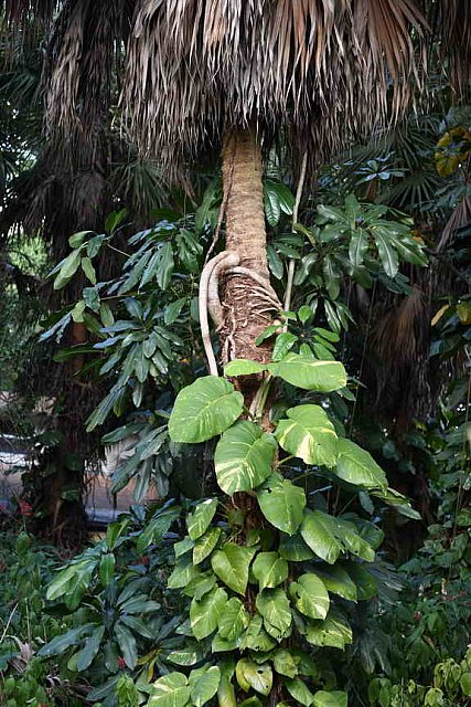 Hippocrates-1-20-17-3894-DDeRosaPhoto