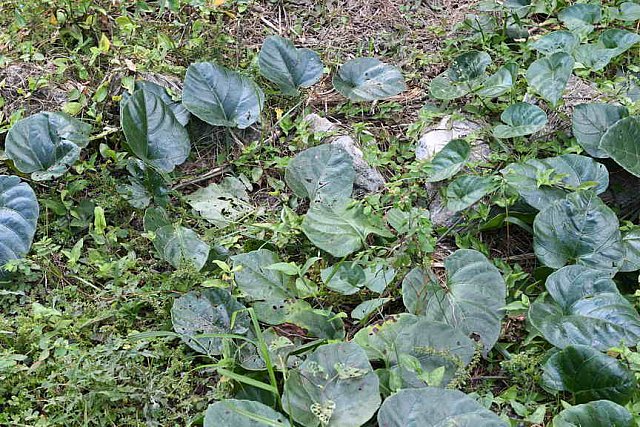 Hippocrates-1-20-17-3926-DDeRosaPhoto