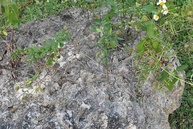 Hippocrates-1-20-17-3928-DDeRosaPhoto