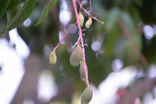 Hippocrates-2017-4125-DDeRosaPhoto