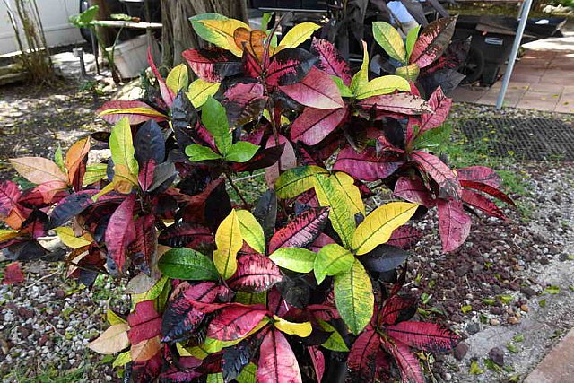 Hippocrates-3-12-17-6309-DDeRosaPhoto