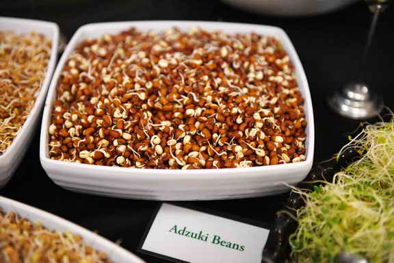 Hippocrates-1-15-17-3498-DDeRosaPhoto