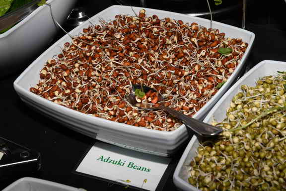 Hippocrates-3-20-17-9828-DDeRosaPhoto