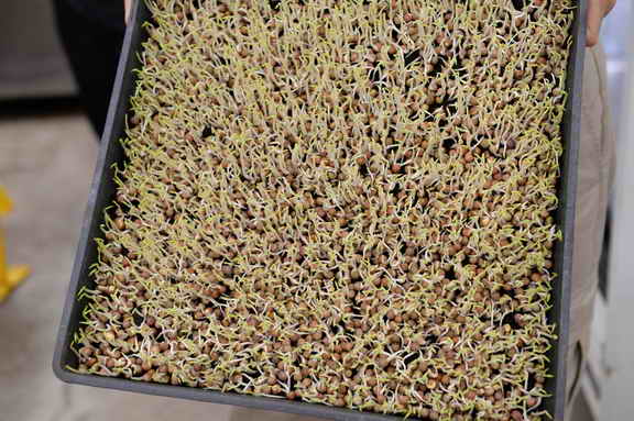 Hippocrates-1-15-17-7135-DDeRosaPhoto