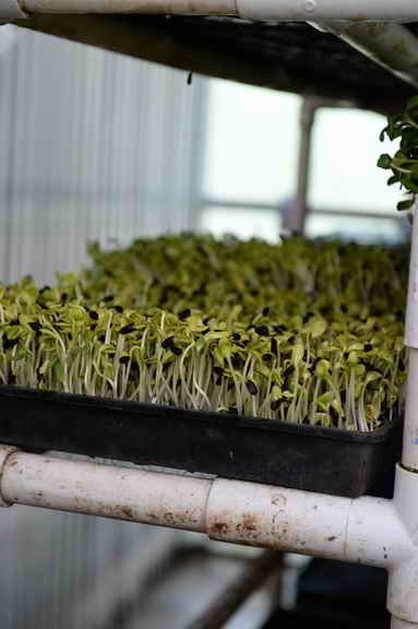 Hippocrates-1-15-17-7138-DDeRosaPhoto