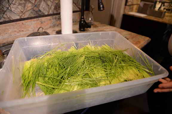 Hippocrates-1-15-17-7102-DDeRosaPhoto