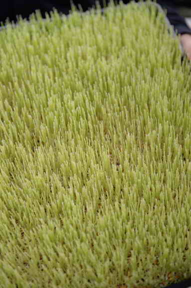 Hippocrates-1-15-17-7121-DDeRosaPhoto