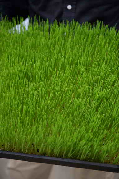 Hippocrates-1-15-17-7123-DDeRosaPhoto