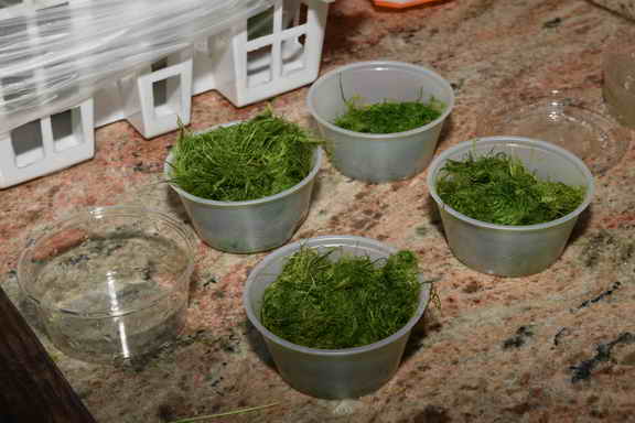 Hippocrates-2017-5526-DDeRosaPhoto