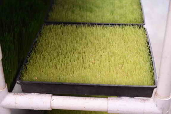 Hippocrates-3-12-17-6305-DDeRosaPhoto