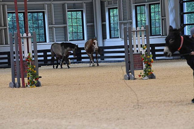 MUSTANG-10-11-21-5399-DDeRosaPhoto