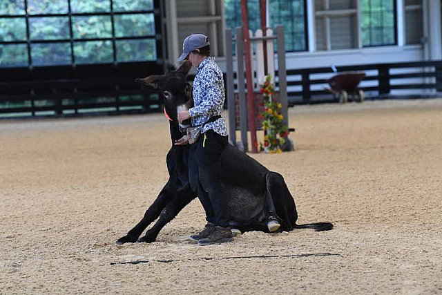 MUSTANG-10-11-21-5417-DDeRosaPhoto