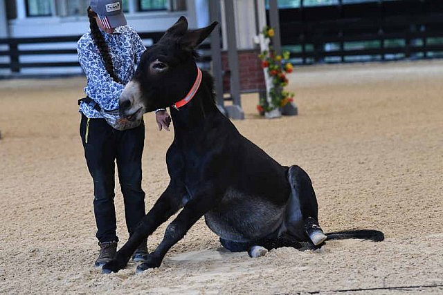 MUSTANG-10-11-21-5418-DDeRosaPhoto