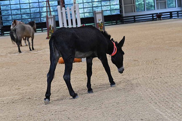 MUSTANG-10-11-21-5458-DDeRosaPhoto