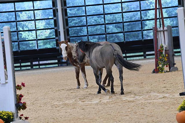 MUSTANG-10-11-21-5459-DDeRosaPhoto