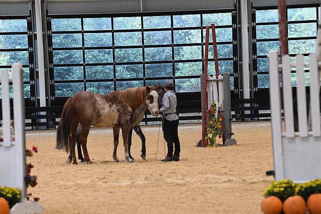 MUSTANG-10-11-21-5462-DDeRosaPhoto