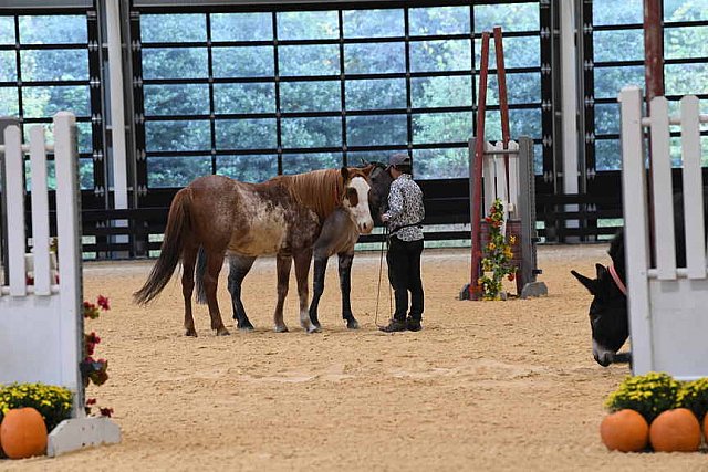 MUSTANG-10-11-21-5463-DDeRosaPhoto