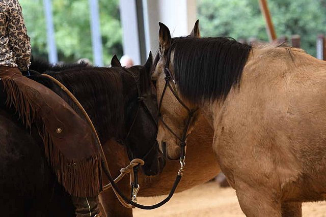 MUSTANG-10-11-21-5470-DDeRosaPhoto