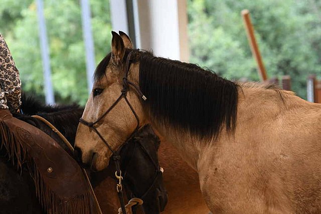 MUSTANG-10-11-21-5472-DDeRosaPhoto