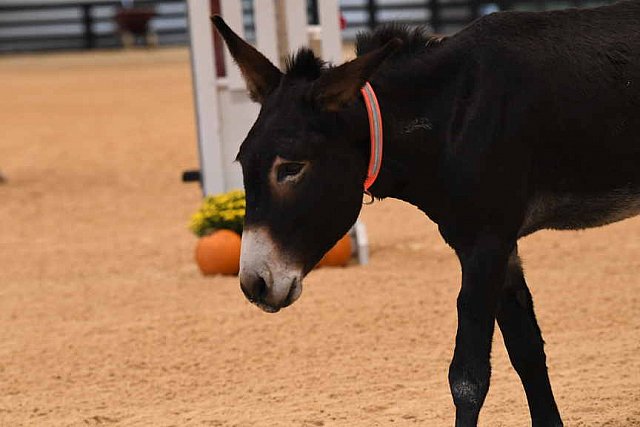 MUSTANG-10-11-21-5473-DDeRosaPhoto