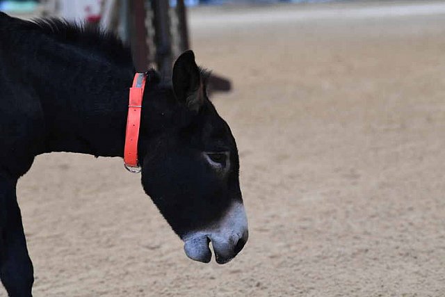 MUSTANG-10-11-21-5476-DDeRosaPhoto