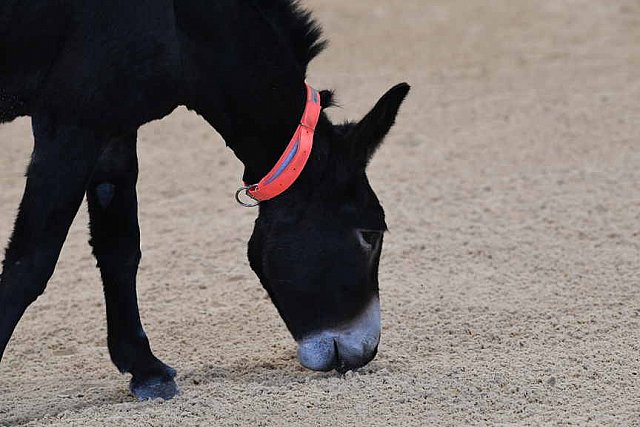MUSTANG-10-11-21-5477-DDeRosaPhoto