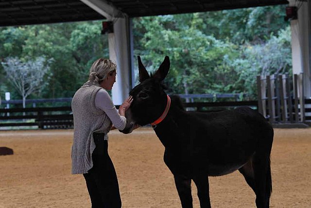 MUSTANG-10-11-21-5491-DDeRosaPhoto