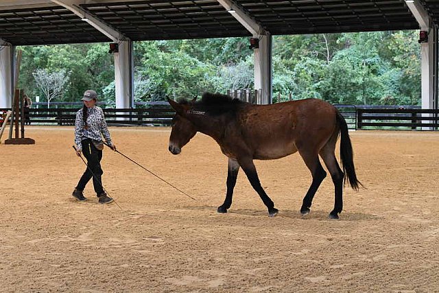 MUSTANG-10-11-21-5516-DDeRosaPhoto