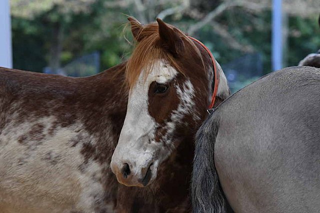 MUSTANG-10-11-21-5519-DDeRosaPhoto