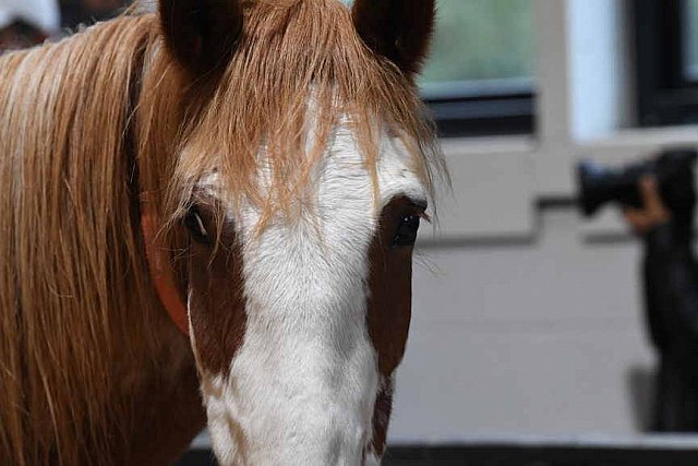 MUSTANG-10-11-21-5520-DDeRosaPhoto