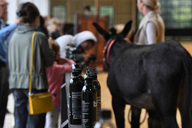 MUSTANG-10-11-21-5524-DDeRosaPhoto