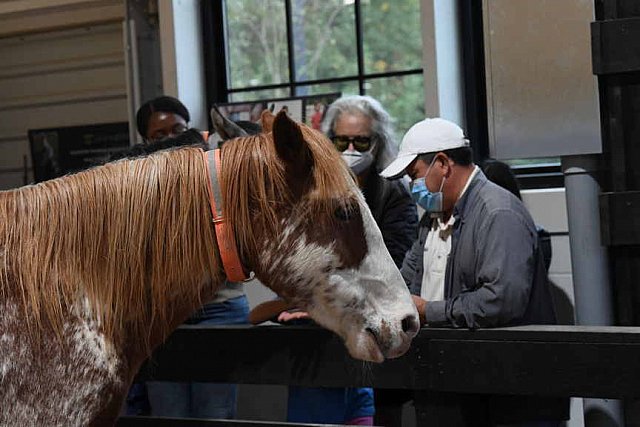 MUSTANG-10-11-21-5528-DDeRosaPhoto