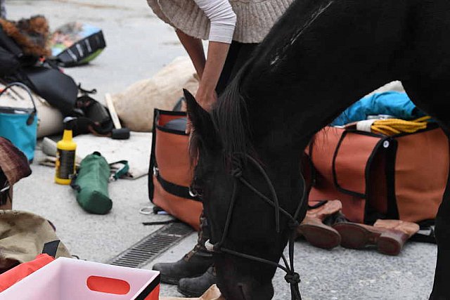 MUSTANG-10-11-21-5557-DDeRosaPhoto