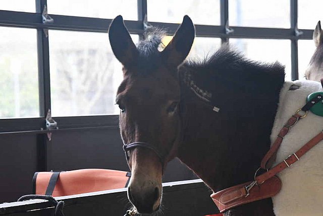 MUSTANG-10-12-21-5585-DDeRosaPhoto