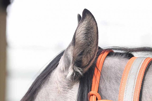 MUSTANG-10-12-21-5591-DDeRosaPhoto