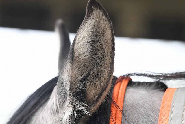 MUSTANG-10-12-21-5592-DDeRosaPhoto