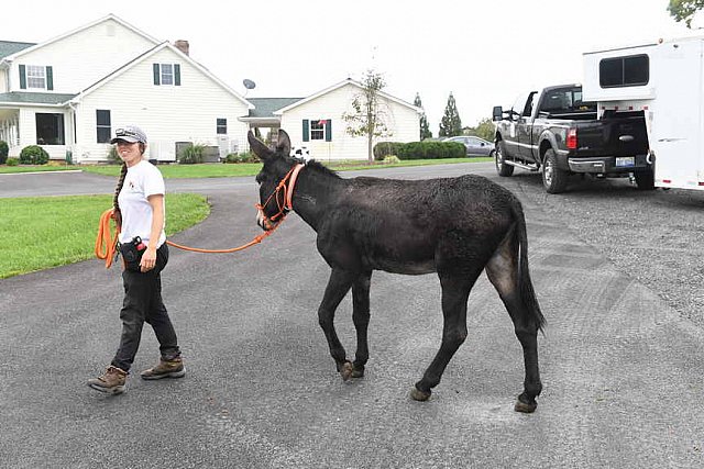 MUSTANG-10-13-21-5736-DDeRosaPhoto