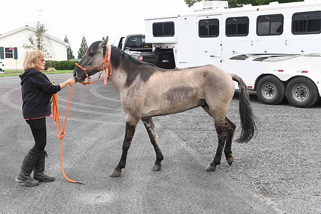 MUSTANG-10-13-21-5744-DDeRosaPhoto