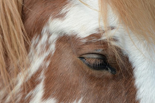 MUSTANG-HANNAH DEMO-10-15-21-3033-DDeRosaPhoto