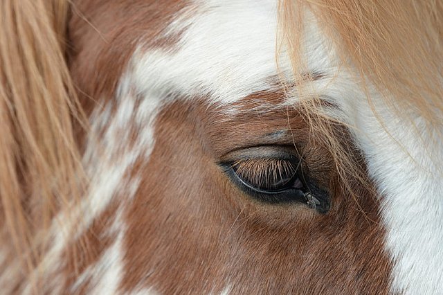 MUSTANG-HANNAH DEMO-10-15-21-3035-DDeRosaPhoto